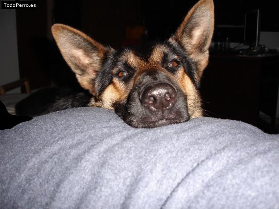 La foto del perro