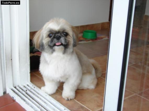 La foto del perro