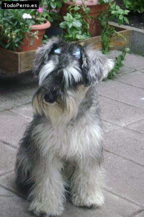 La foto del perro