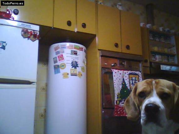 La foto del perro