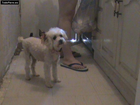 La foto del perro