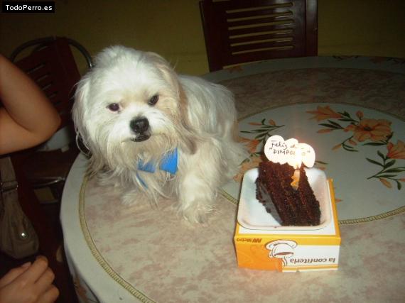 La foto del perro