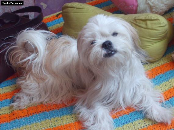 La foto del perro