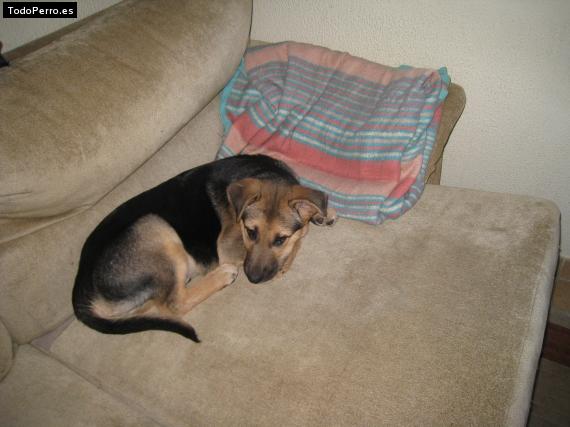La foto del perro