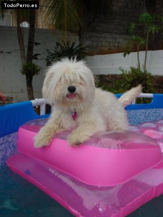 La foto del perro