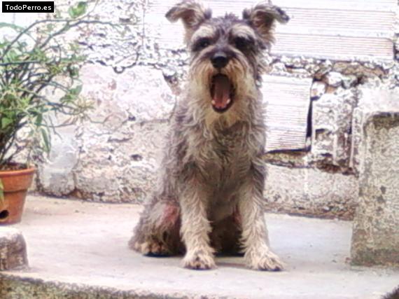 La foto del perro