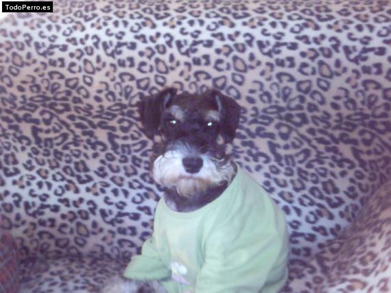 La foto del perro