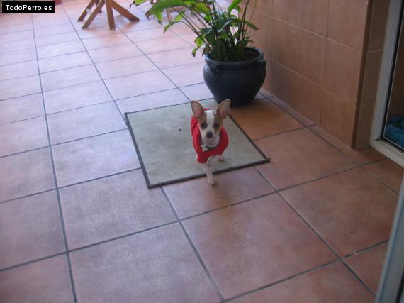 La foto del perro