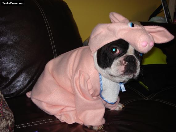 La foto del perro