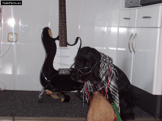 La foto del perro