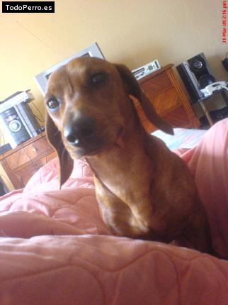 La foto del perro