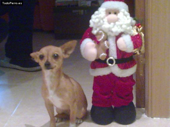 La foto del perro