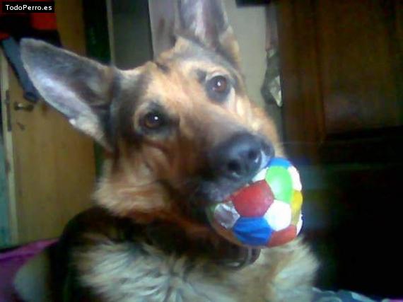 La foto del perro