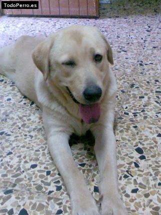 La foto del perro