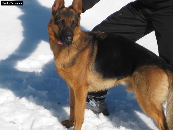 La foto del perro