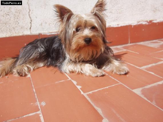 La foto del perro