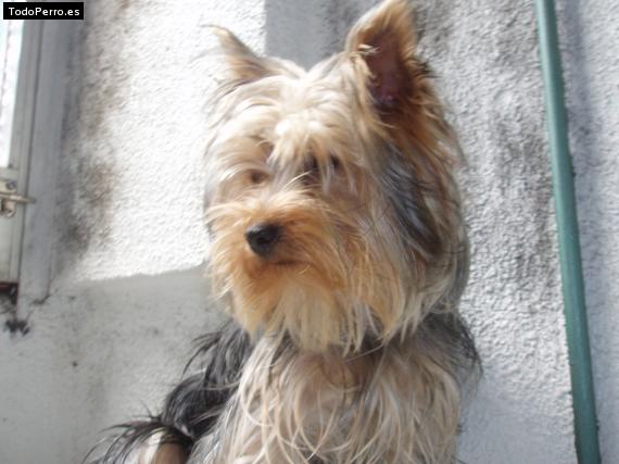 La foto del perro
