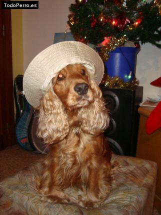 La foto del perro