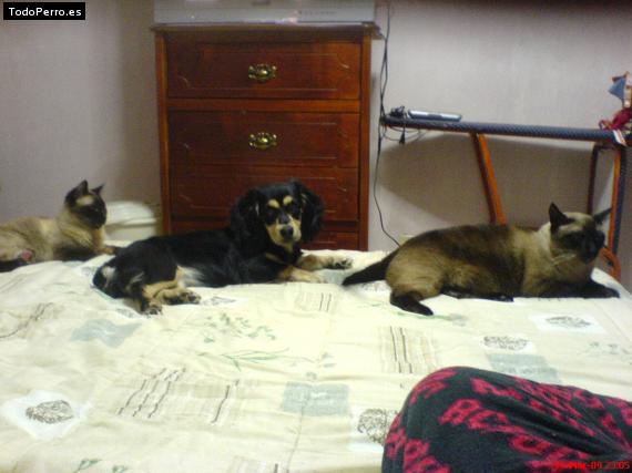 La foto del perro