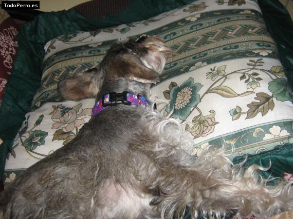 La foto del perro
