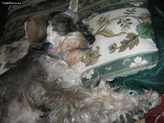 La foto del perro