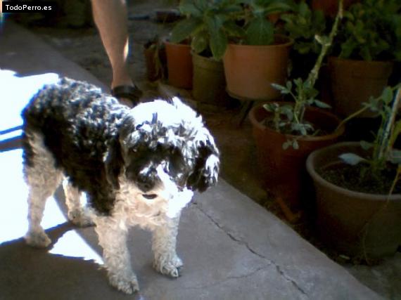 La foto del perro