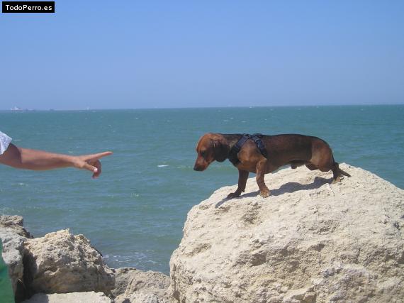 La foto del perro