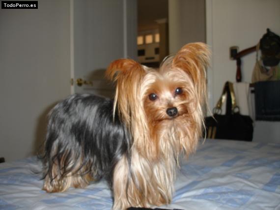 La foto del perro