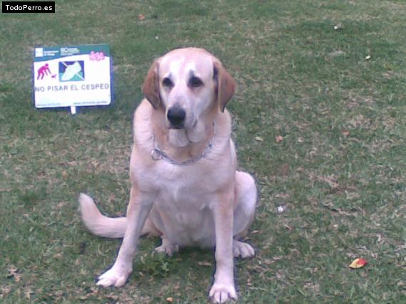 La foto del perro