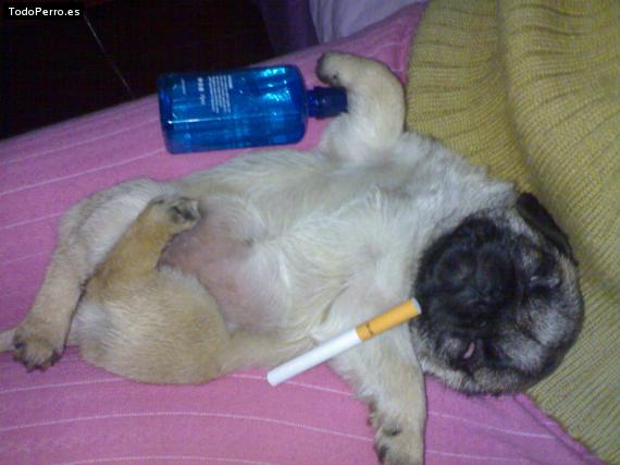 La foto del perro