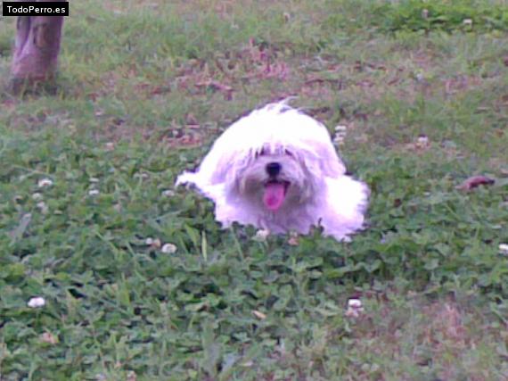 La foto del perro