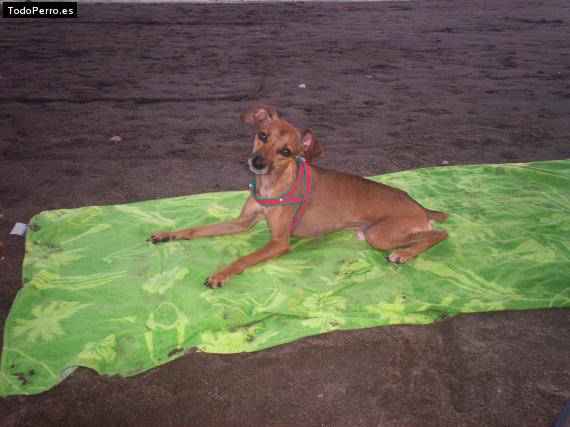 La foto del perro