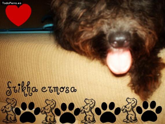La foto del perro