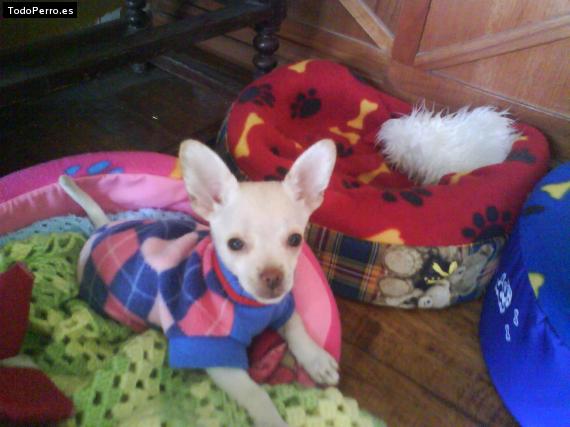 La foto del perro