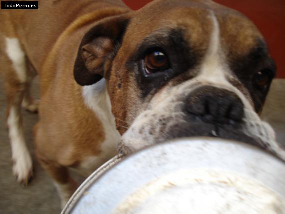 La foto del perro