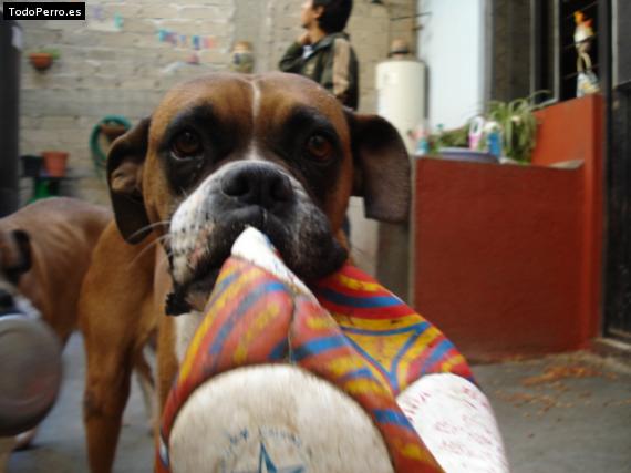 La foto del perro