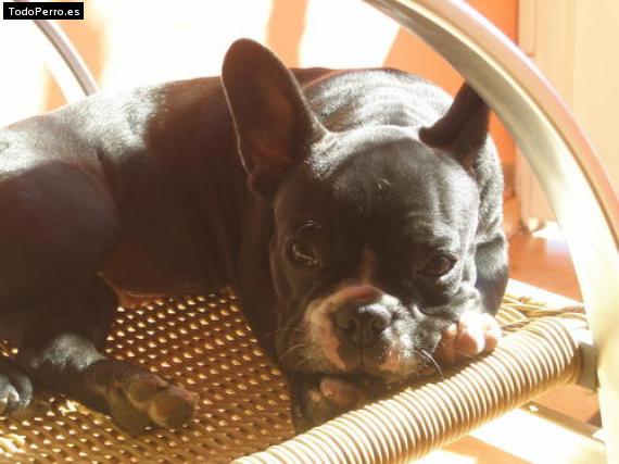 La foto del perro