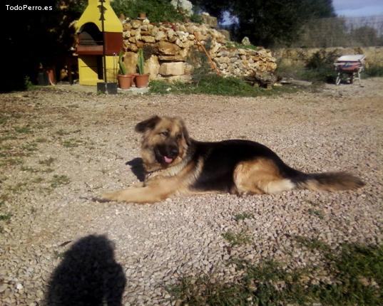La foto del perro