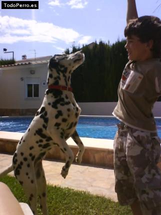 La foto del perro