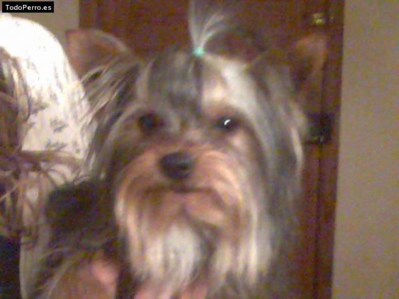 La foto del perro