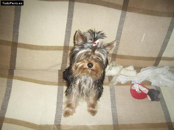 La foto del perro