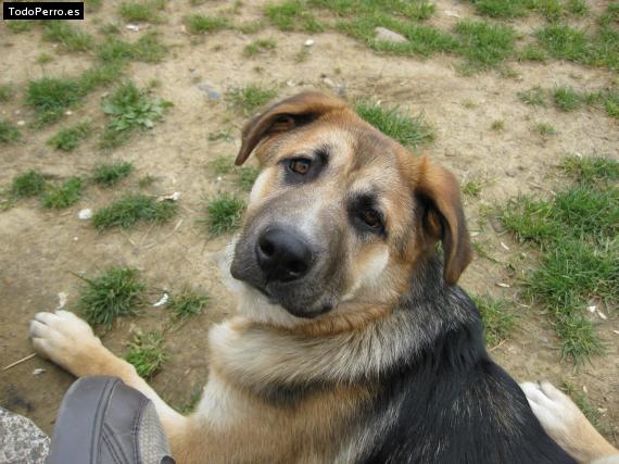 La foto del perro