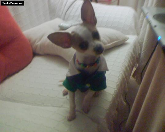 La foto del perro