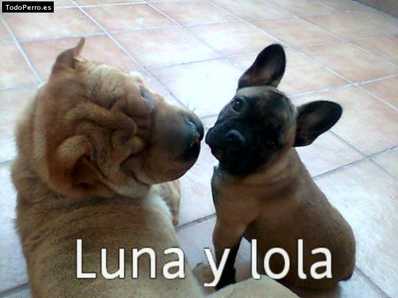 La foto del perro