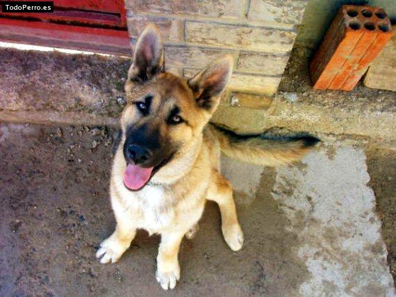 Foto del perro Rex