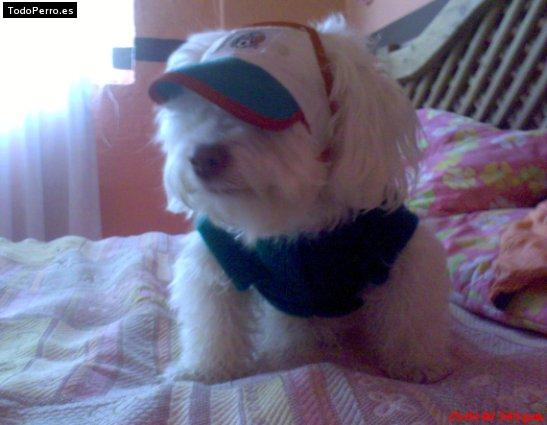 La foto del perro