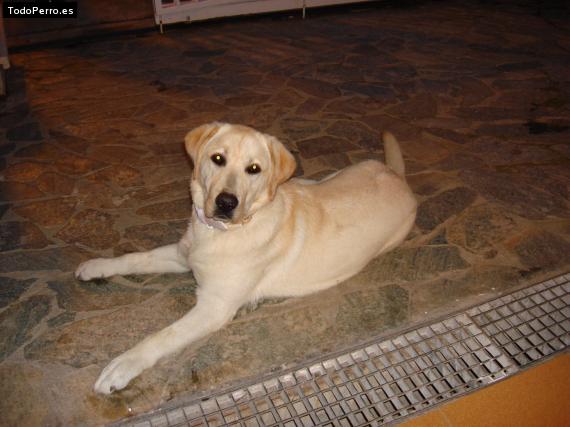 La foto del perro