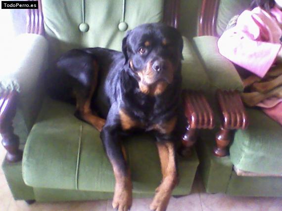 La foto del perro