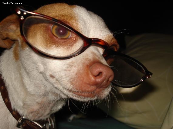 La foto del perro