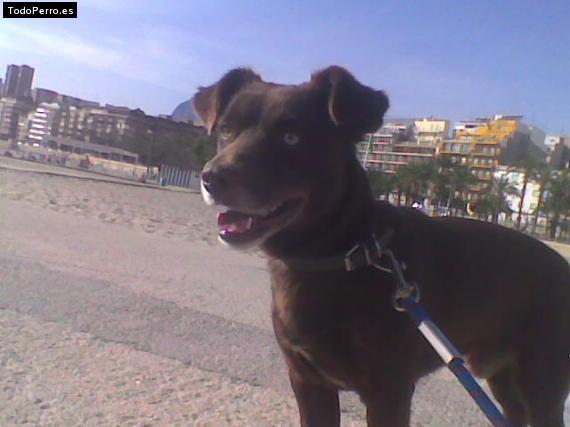 La foto del perro